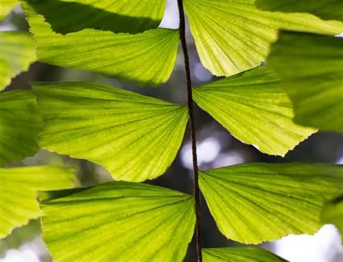 пальма рыбий хвост