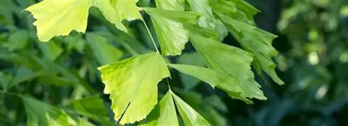 Рыбий хвост: Caryota Mitis