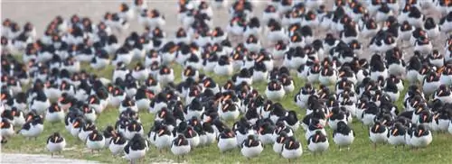 Это лучшие места для наблюдения за птицами во время миграции птиц