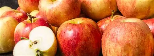 Apple Roses Rosa van Lima от Cas Wolters