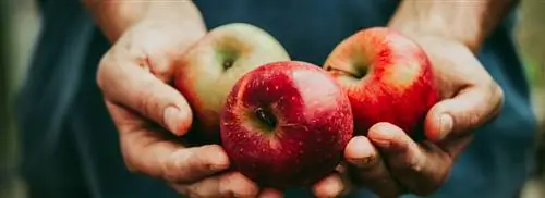 Яблоки в этом году вкусные. Но почему на самом деле?