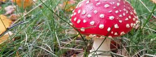 Прогноз погоды: какие грибы
