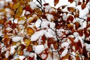 снег в германии