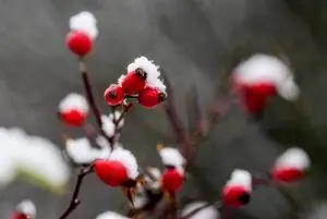 снег в германии