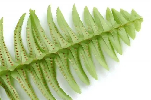 вьющийся fern_spores_shutterstock