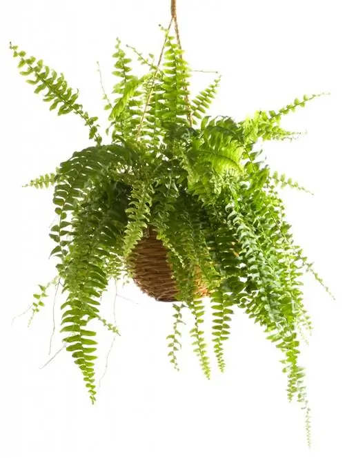 кудрявый fern_hangingplant_shutterstock