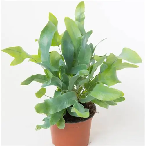 синий папоротник