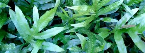 Голубой папоротник: флебодиум