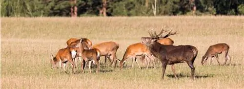 Как узнать разных оленей в Нидерландах