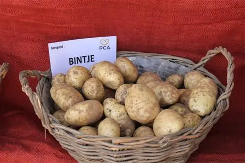 bintje