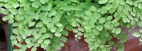 Волосы Венеры: Adiantum raddianum