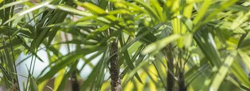 Бамбуковая пальма, Rhapis excelsa