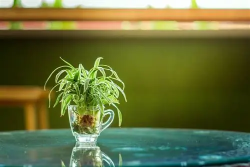 Хлорофитум обыкновенный