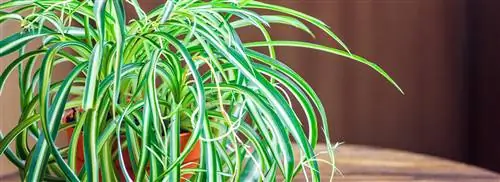 Травяная лилия: Chlorophytum comosum