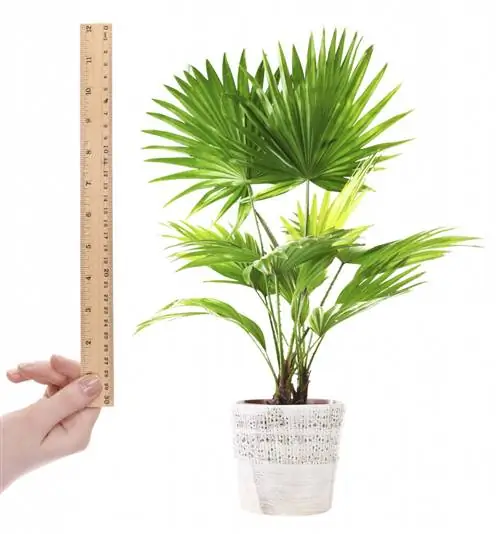 livistona_30cm_shutterstock