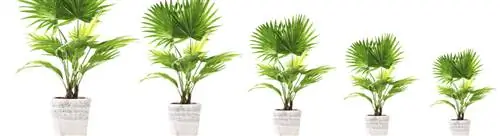 Веерная пальма: Livistona rotundifolia