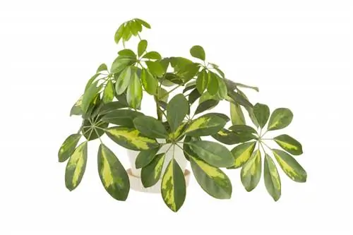 Шеффлера ария-describedby=caption-attachment-28416