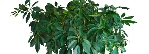 Пальчиковое дерево: Schefflera arboricola