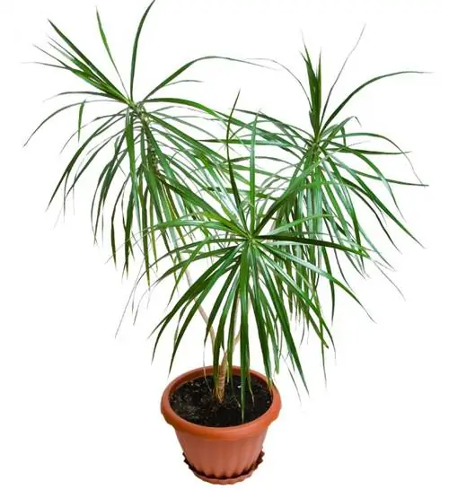 драцена маргината