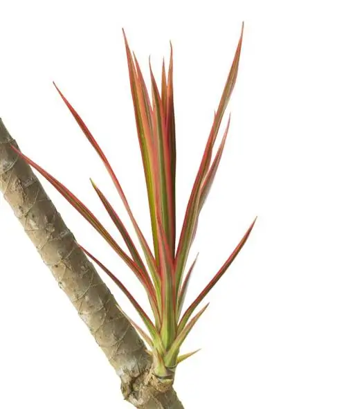 драцена маргината