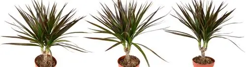 Дерево Драконьей Крови: Драцена маргината