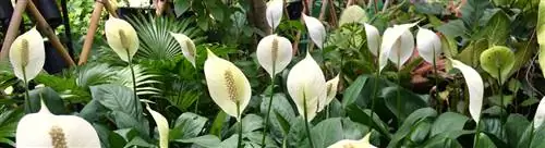 Ложковое растение: спатифиллум