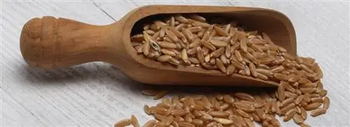 Вы уже знаете хорасанскую пшеницу (камут)?