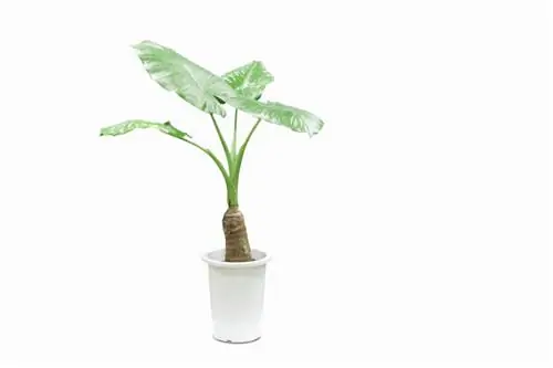 alocasia_calidora_shutterstock