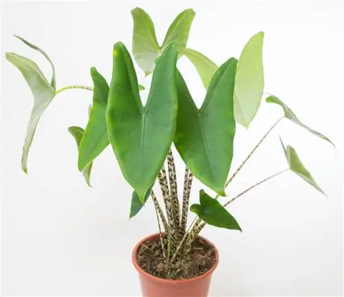 Alocasia zebrina
