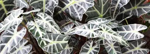 Слоновье Ухо: Алоказия