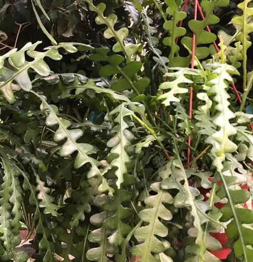 Эпифиллум угловатый