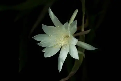 Эпифиллум угловатый