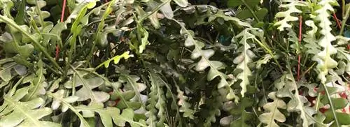 Кактус-пила: Epiphyllum anguliger