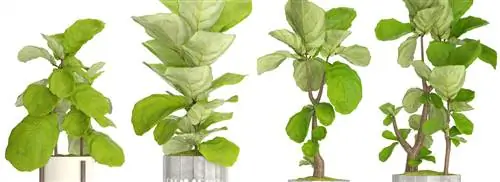Анютины глазки: Ficus lyrata
