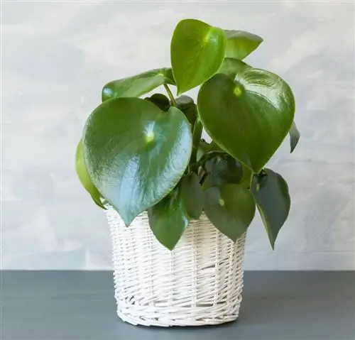 Пеперомия полиботрия