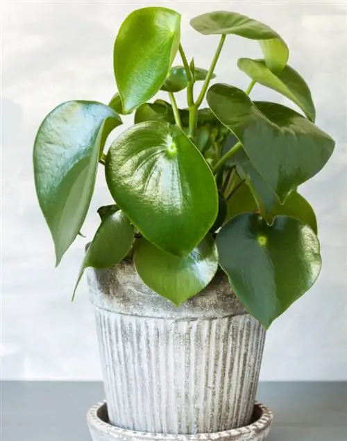 Пеперомия полиботрия