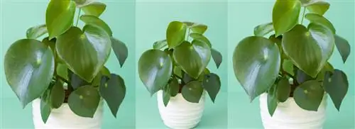 Пеперомия полиботрия