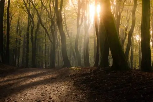 Зимние прогулки