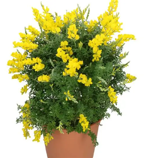 комнатная метла