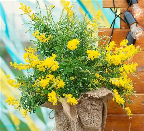 комнатная метла