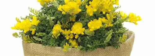 Комнатная метла: Genista x spachiana / Cytisus x racemosus