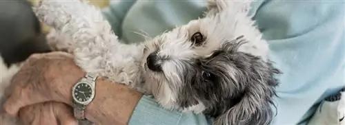 Домашние животные только развлечение для людей? Ничто не оказывается менее верным