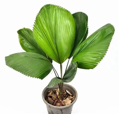 Ликуала Грандис