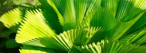 Веерная пальма: Licuala grandis