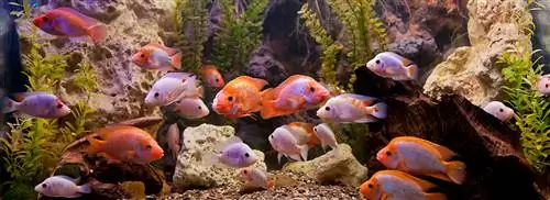 Стресс? Наблюдение за рыбой может помочь