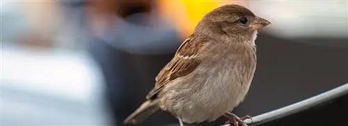 Вы уже посещаете бесплатные курсы защиты птиц от Bird Protection?
