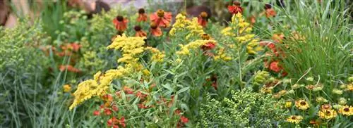 Метод обрезки Chelsea Chop для более крепких многолетников и обильного цветения