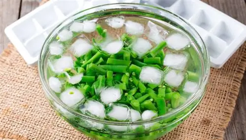 зеленая фасоль в ледяной воде
