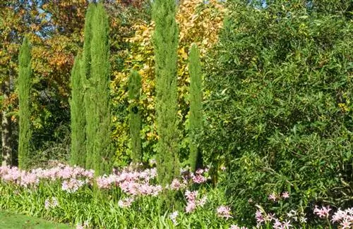 Кипарис вечнозеленый