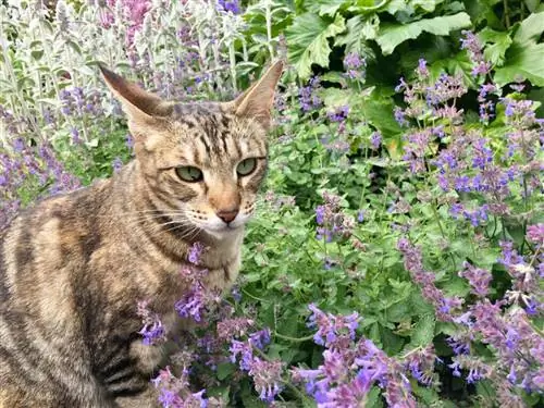 кошачья мята